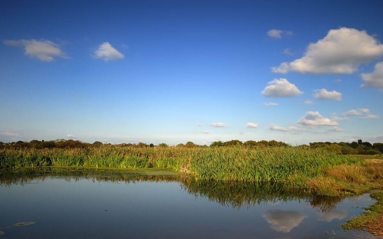 The Importance of Preserving Green Infrastructure in Conjunction with Developing Gray Infrastructure