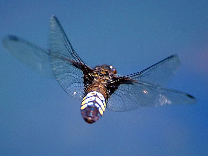 The Insects That Are Inspiring the Next Developments in Drones